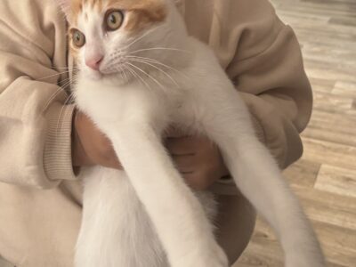 À donner : Chat mâle roux et blanc, 1 an, très câl