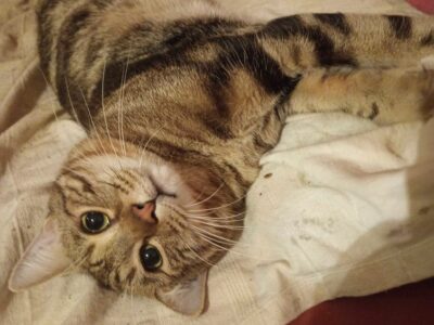 Don gratuit de chat