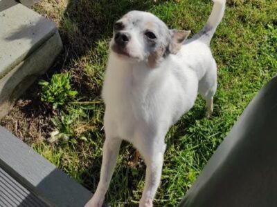 Don Chihuahua contre bon soins
