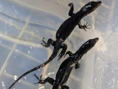 Moniteur d'eau du dragon noir (varanus Salvator)