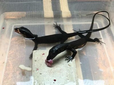 Moniteur d'eau du dragon noir (varanus Salvator)