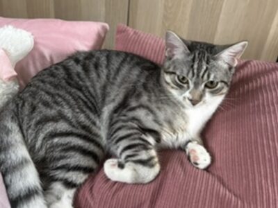 Chaton à adopter