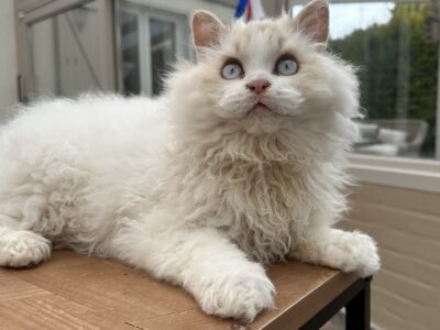 Chaton Selkirk rex