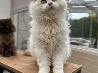 Chaton Selkirk rex