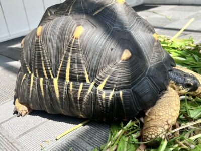 Tortue rayonnée