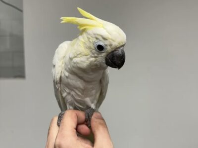 bébé cacatoès à huppe jaune