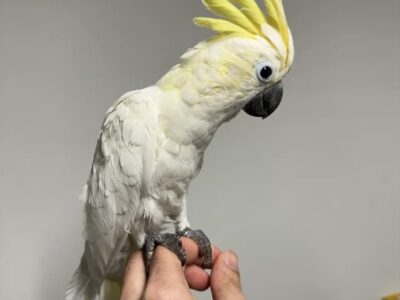 bébé cacatoès à huppe jaune