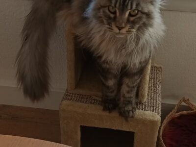 Main coon