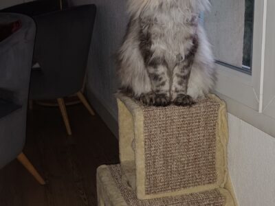 Main coon
