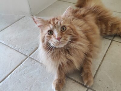 Maine Coon mâle, roux, né en juillet 2024, LOOF