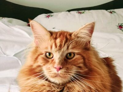 Maine Coon mâle, roux, né en juillet 2024, LOOF