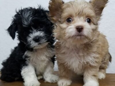 2 bichons frisés