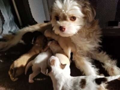 2 bichons frisés