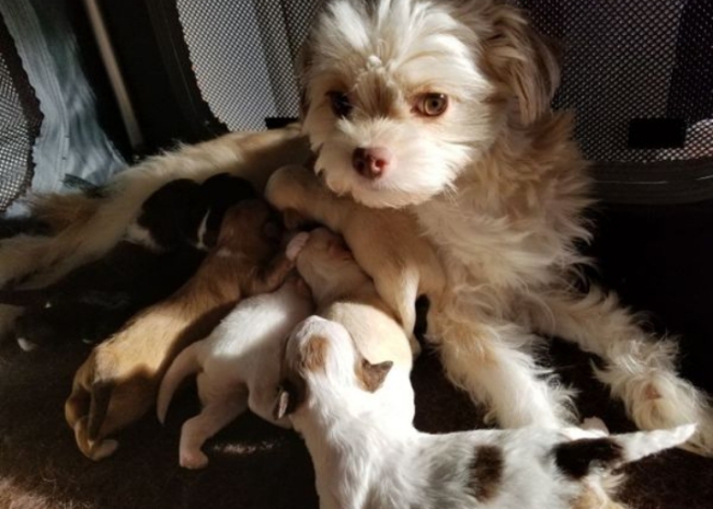 2 bichons frisés