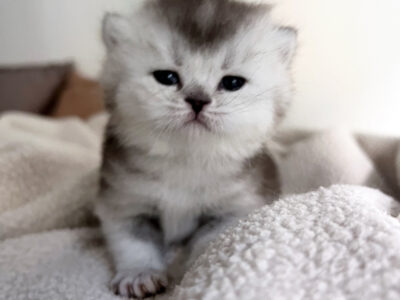 Chaton femelle British Shorthair LOOF à réserver