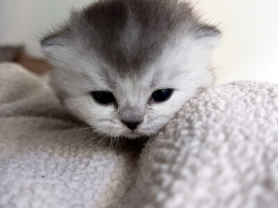 Chaton femelle British Shorthair LOOF à réserver