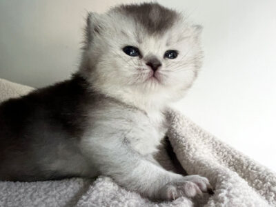 Chaton femelle British Shorthair LOOF à réserver