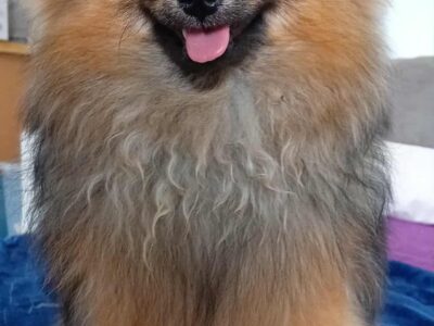 Spitz allemand