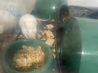 souris blanche
