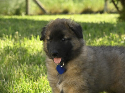 Chiots tervuerens LOF