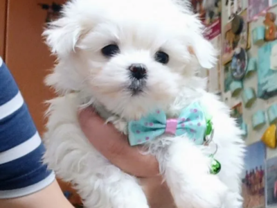 Don bébé femelle bichon Maltais