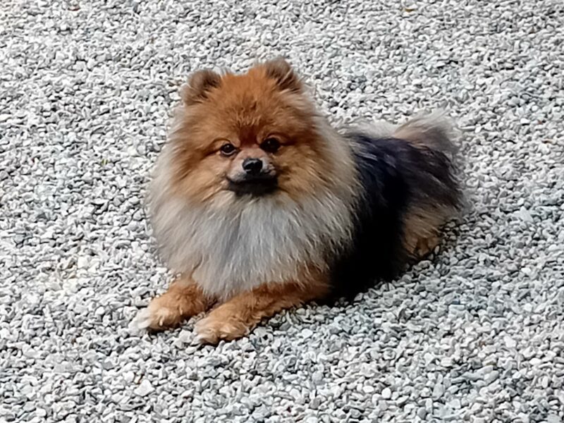 Spitz allemand