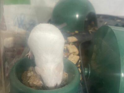souris blanche