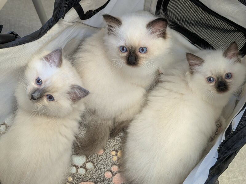 ragdolls nés au DOMAINE DES LICORNES SEAL