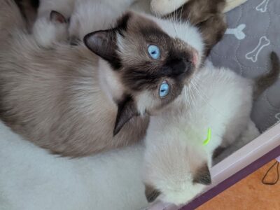 ragdolls nés au DOMAINE DES LICORNES SEAL