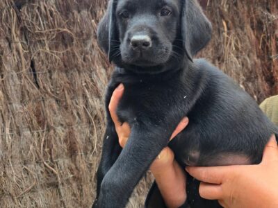 Chiots labrador